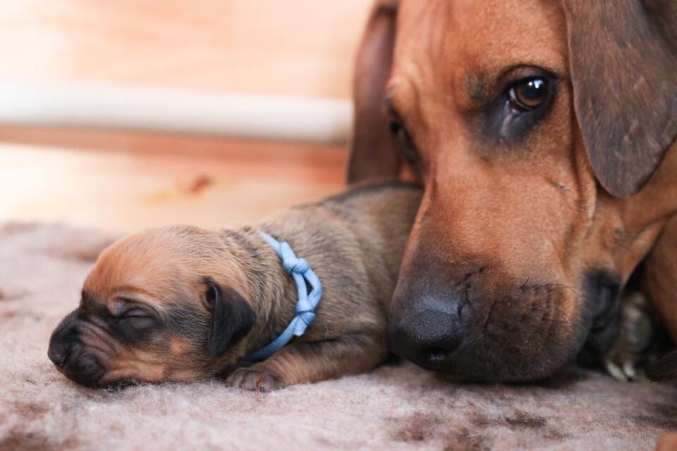 Chiot Rhodesian Ridgeback The king of savannah